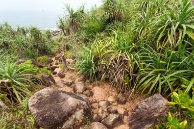 Manzara kayalık tropikal plaj.