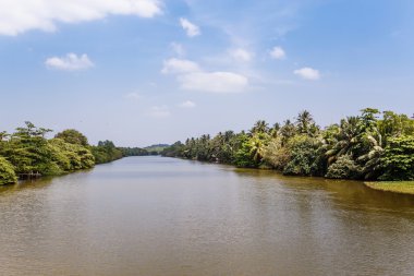 Tropik palmiye ağaçları