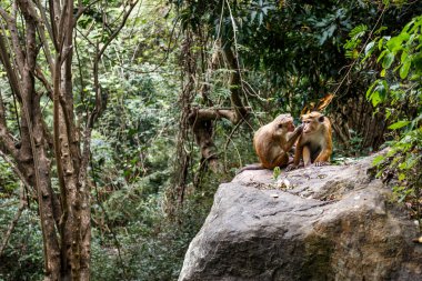 Kayanın üzerinde oturan maymunlar 