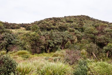 Manzara Horton Plains Milli Parkı, Sri Lanka.