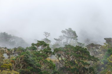 Manzara Horton Plains Milli Parkı, Sri Lanka.