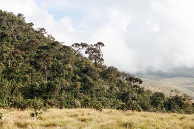 Manzara Horton Plains Milli Parkı, Sri Lanka. 