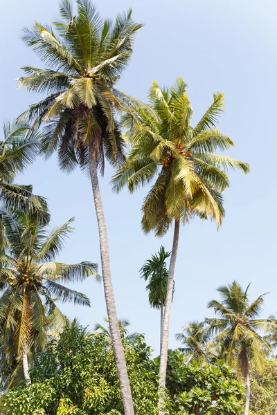 Palmiers, plage . — Photo