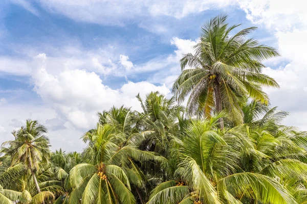 Palmeras tropicales — Foto de Stock