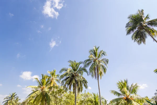 Palme tropicali — Foto Stock