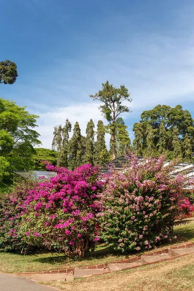 Vacker natur. Peradeniya. Sri Lanka. — Stockfoto