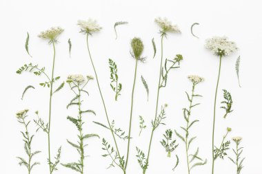 Wild flowers on white background. Top view, flat lay