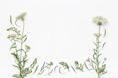 Wild flowers on white background. Top view, flat lay
