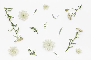 Wild flowers on white background. Top view, flat lay