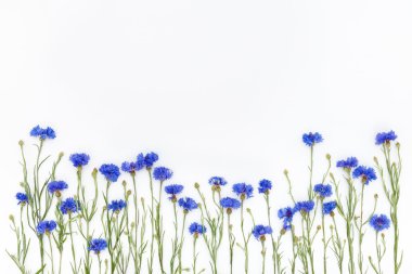 Çiçekler beyaz arka plan üzerinde. Üstten Görünüm, düz yatıyordu