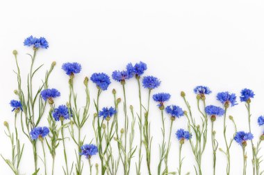 Çiçekler beyaz arka plan üzerinde. Üstten Görünüm, düz yatıyordu