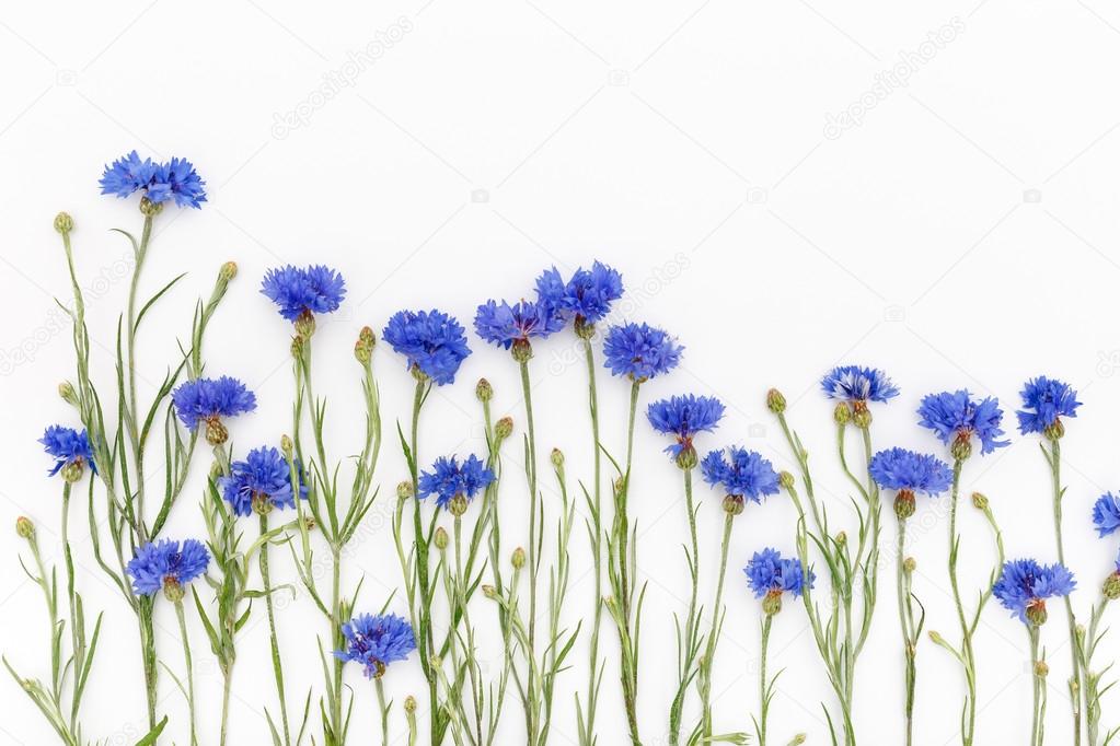 Flowers on white background. Top view, flat lay