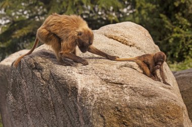 Gelada Maymun maymun.