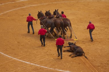 Logroño, İspanya, Ekim 2015. Boğa güreşi içinde öldürdü. 