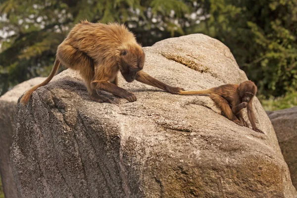 Gelada Maymun maymun.