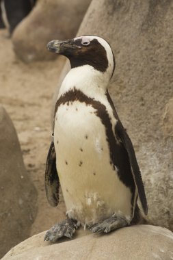 Afrika Pengueni (Spheniscus demersus).