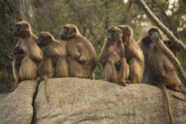Gelada maymun. (Theropithecus Gelada) 