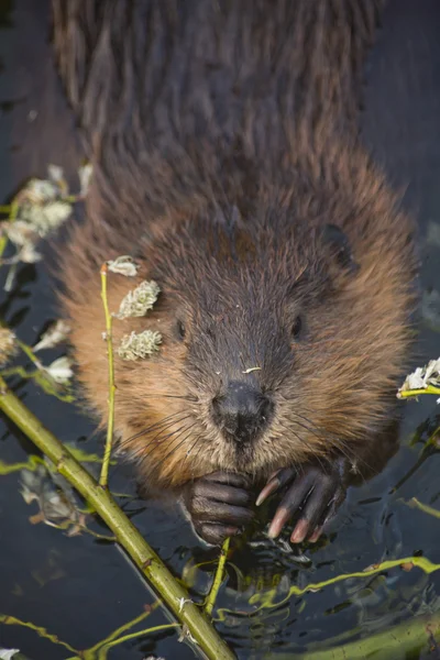 Castoro eurasiatico (fibra di ricino ) — Foto Stock