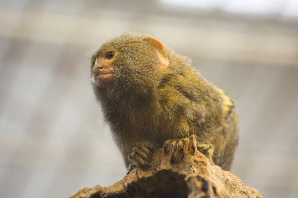 Pygmy marmoset (Callithris pygmaea) — Stock Photo, Image