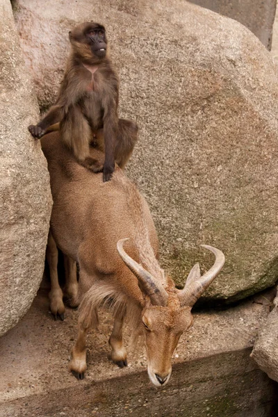 Gelada pávián. (Testmérete Gelada) és a Sörényes juh (Ammotragus lervia). — Stock Fotó