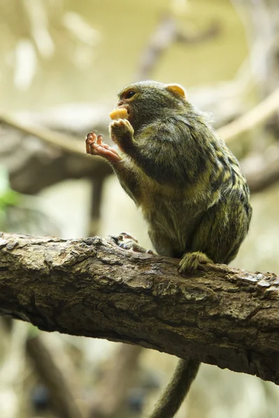 Marmoset pigmeo (Cebuella pygmaea ) —  Fotos de Stock