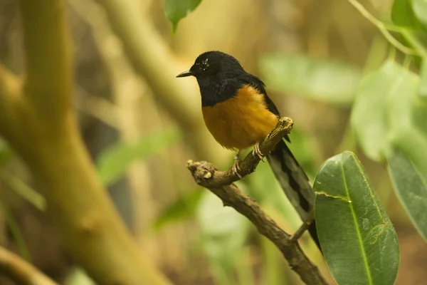 白斑沙眼（Copsychus malabaricus）). — 图库照片