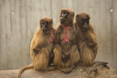 Gelada maymun. (Theropithecus Gelada).