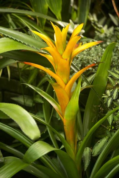 Een gele guzmania bloem. — Stockfoto