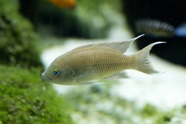 Cichlidae. (Neolamprologus marunguensis).