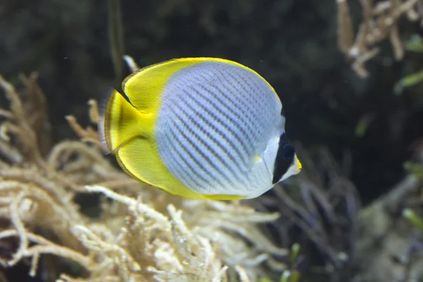 Istruzione Eye-patch Pesce farfalla (Chaetodon adiergastos ). — Foto Stock