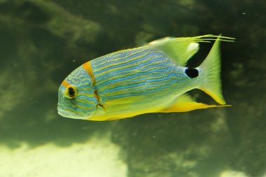 Sailfin balığı veya mavi kaplı çipura (symphorichthus spilurus).