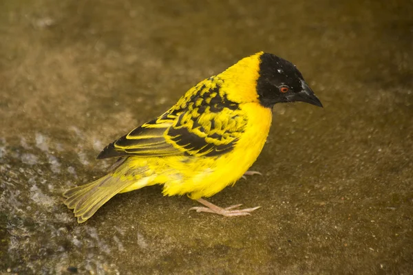 Tessitore di villaggio (Textor cucullatus ). — Foto Stock