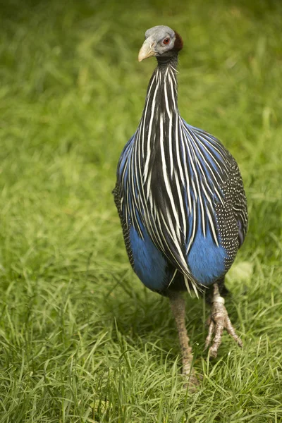 Vulturine guineafowl (Acryllium vulturinum). — Stock Photo, Image