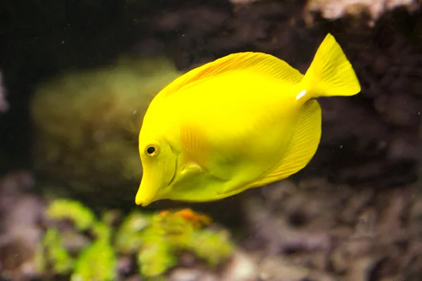 Tang amarillo (Zebrasoma flavescens ). — Foto de Stock