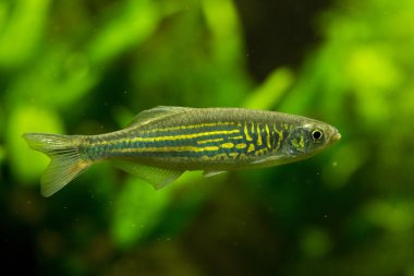 Malabar danio (Devario malabaricus).