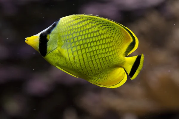 Kafesli butterflyfish. (Chaetodon rafflesii). — Stok fotoğraf