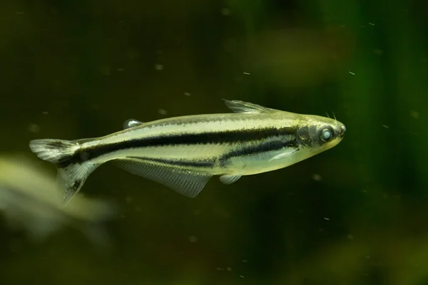 Afrikaanse glasmeerval (Pareutropius debauwi)). — Stockfoto