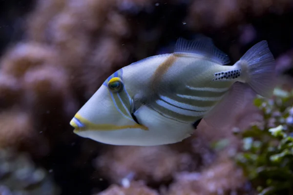 Pesce balestra picasso (Rhinecanthus aculeatus ). — Foto Stock