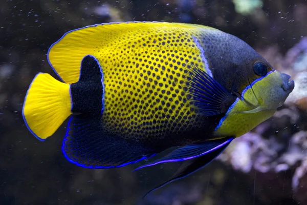 蓝色环绕神仙鱼 (Pomacanthus narvarchus). — 图库照片