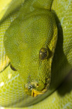 Yeşil ağaç python (morelia viridis).