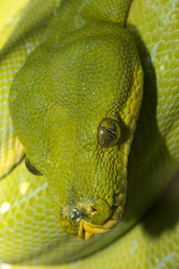 Green tree python (Morelia viridis). clipart