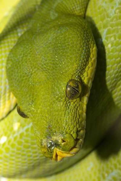 Groene boom python (morelia viridis). — Stockfoto