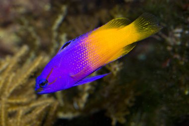 Peri Basslet (Gramma loreto). 