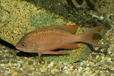  Swallowtail seaperch (Anthias  anthias).