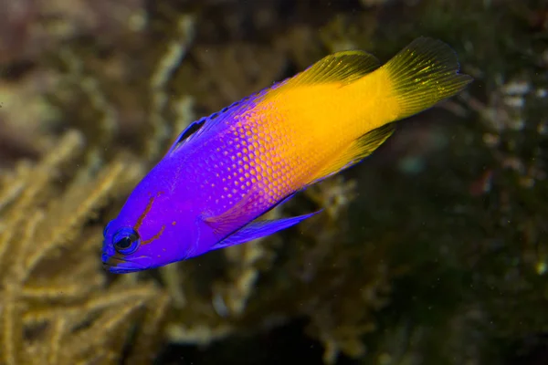 Fairy Basslet (Gramma loreto). — Stock Photo, Image