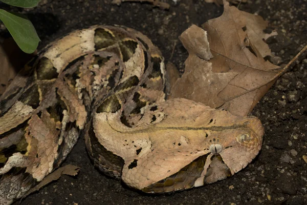 Gaboon viper (Bitis gabonica). — Stock Photo, Image