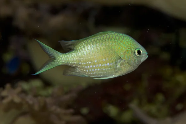 Зеленый хромис (Chromis viridis) ). — стоковое фото