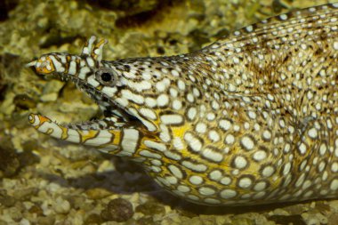 Leopar Müren balığı. (Enchelycore pardalis).