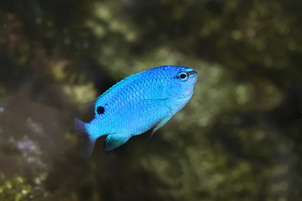 Saphir teufel, blauer teufel damenfische (chrysiptera cyanea) — Stockfoto