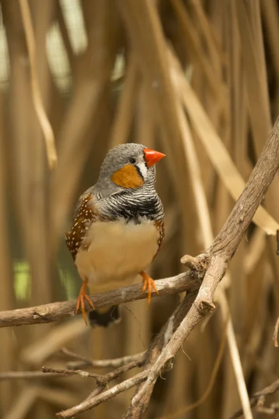 Mandarim (Taeniopygia guttata) — Fotografia de Stock